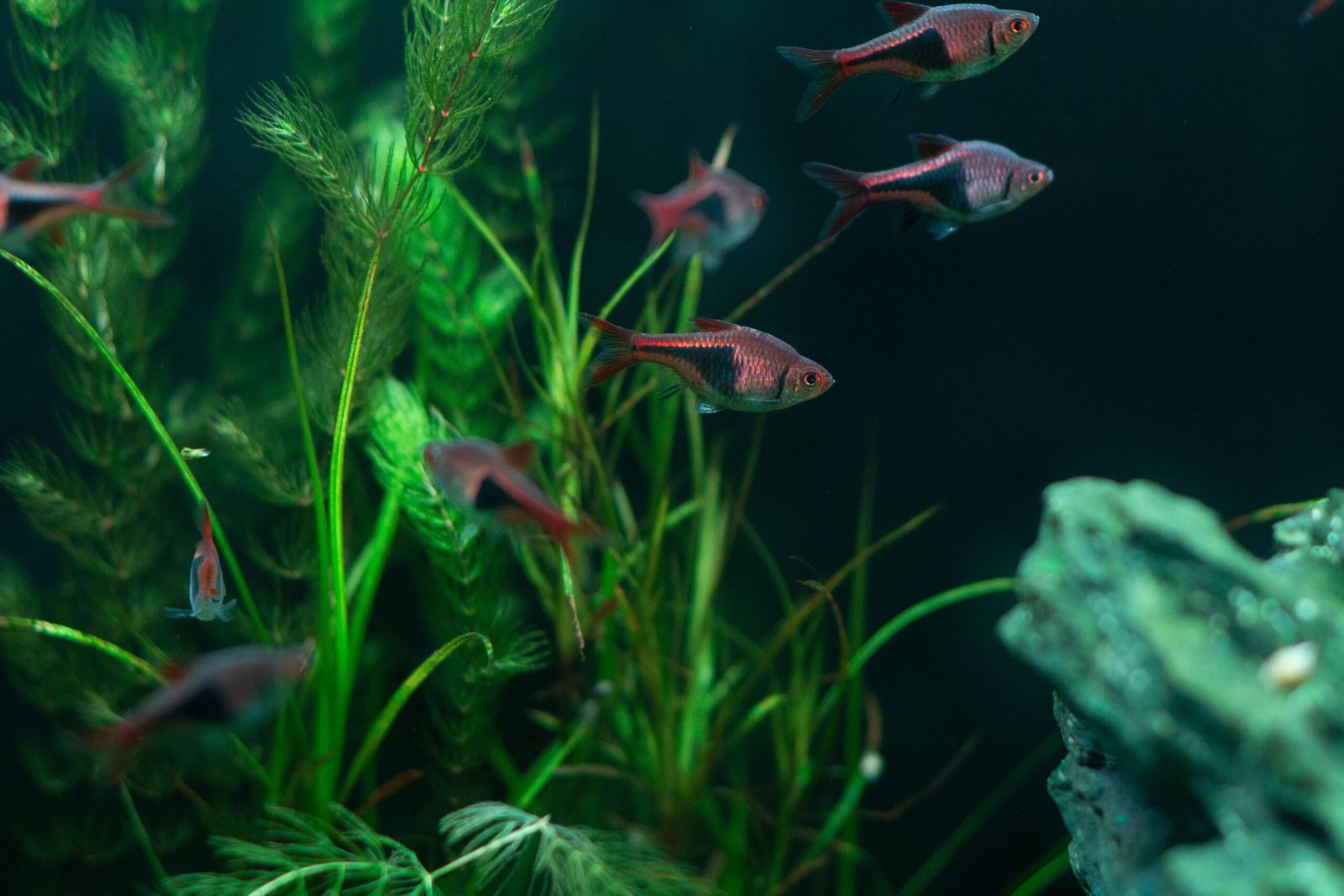 A planted freshwater aquarium with tropical fish