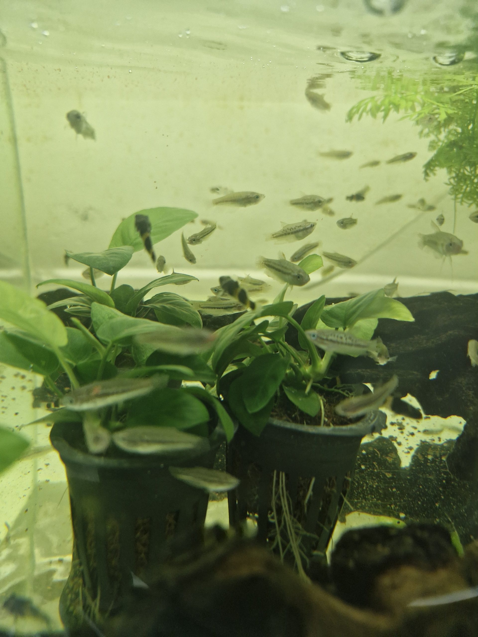 Anubias aquatic plant