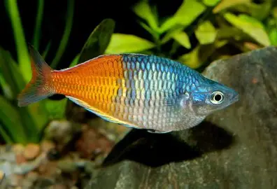 Boesemani rainbowfish