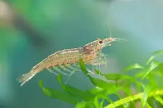 Amano shrimp