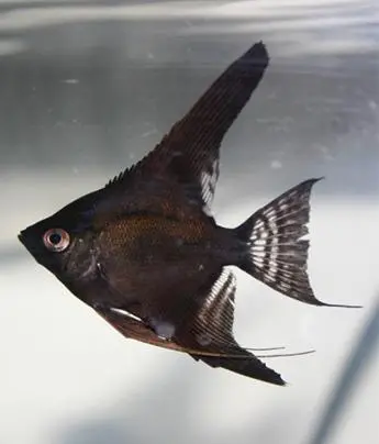 Black Angelfish Medium