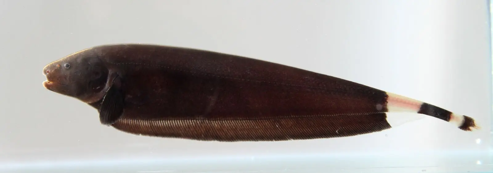 Black Ghost Knifefish
