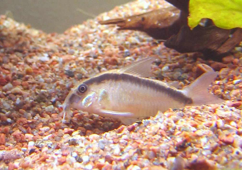 Corydoras arcuatus