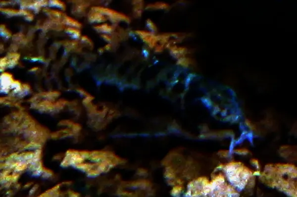 Corydoras habrosus
