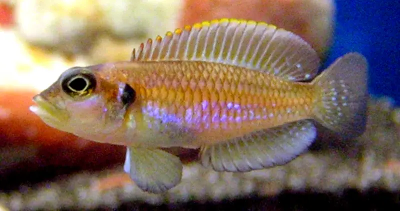 Gold Ocellatus Shell Dweller
