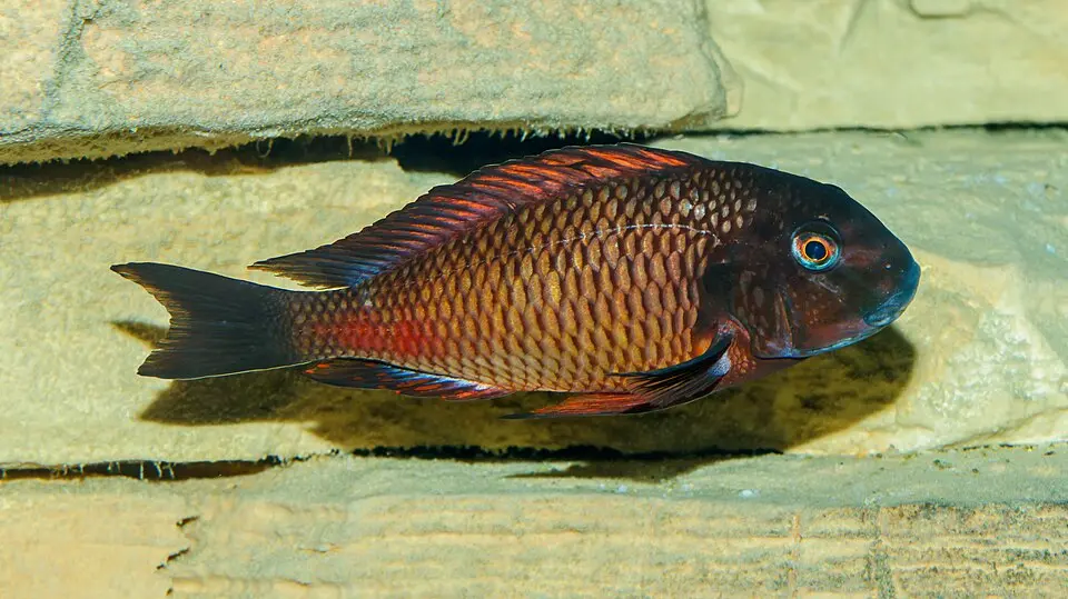 Golden Firecracker Tropheus