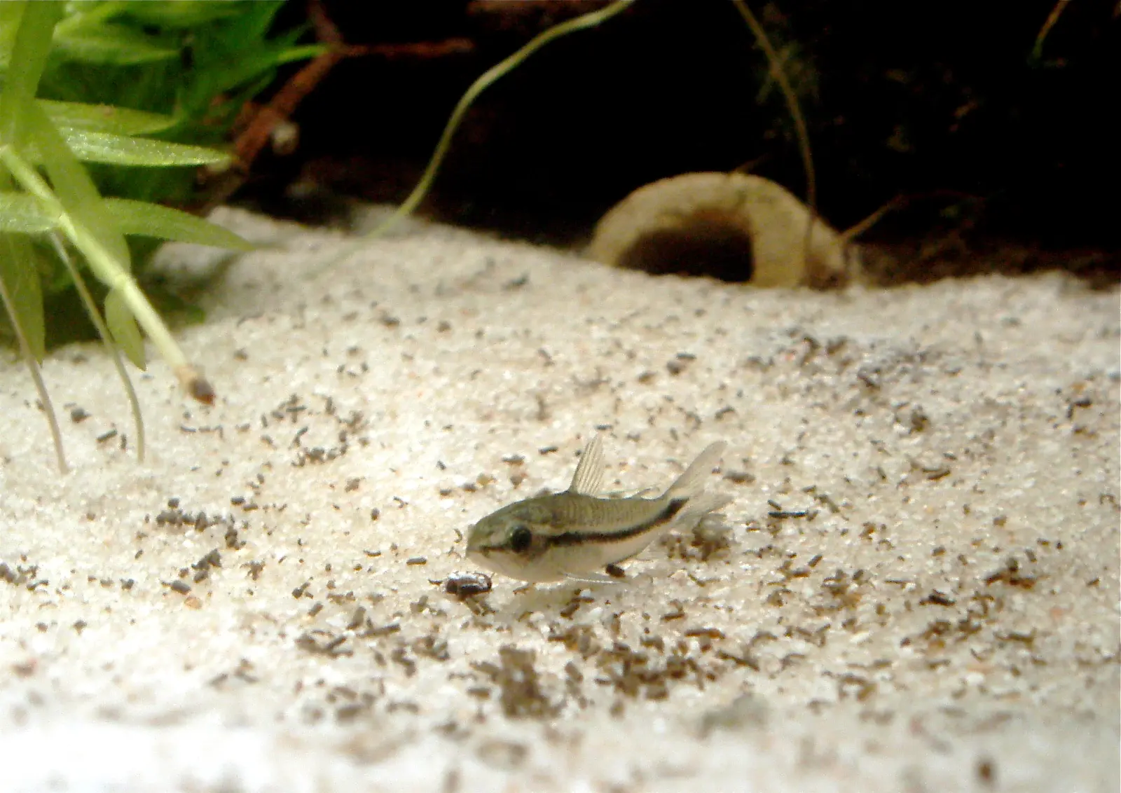 Pygmy Corydoras